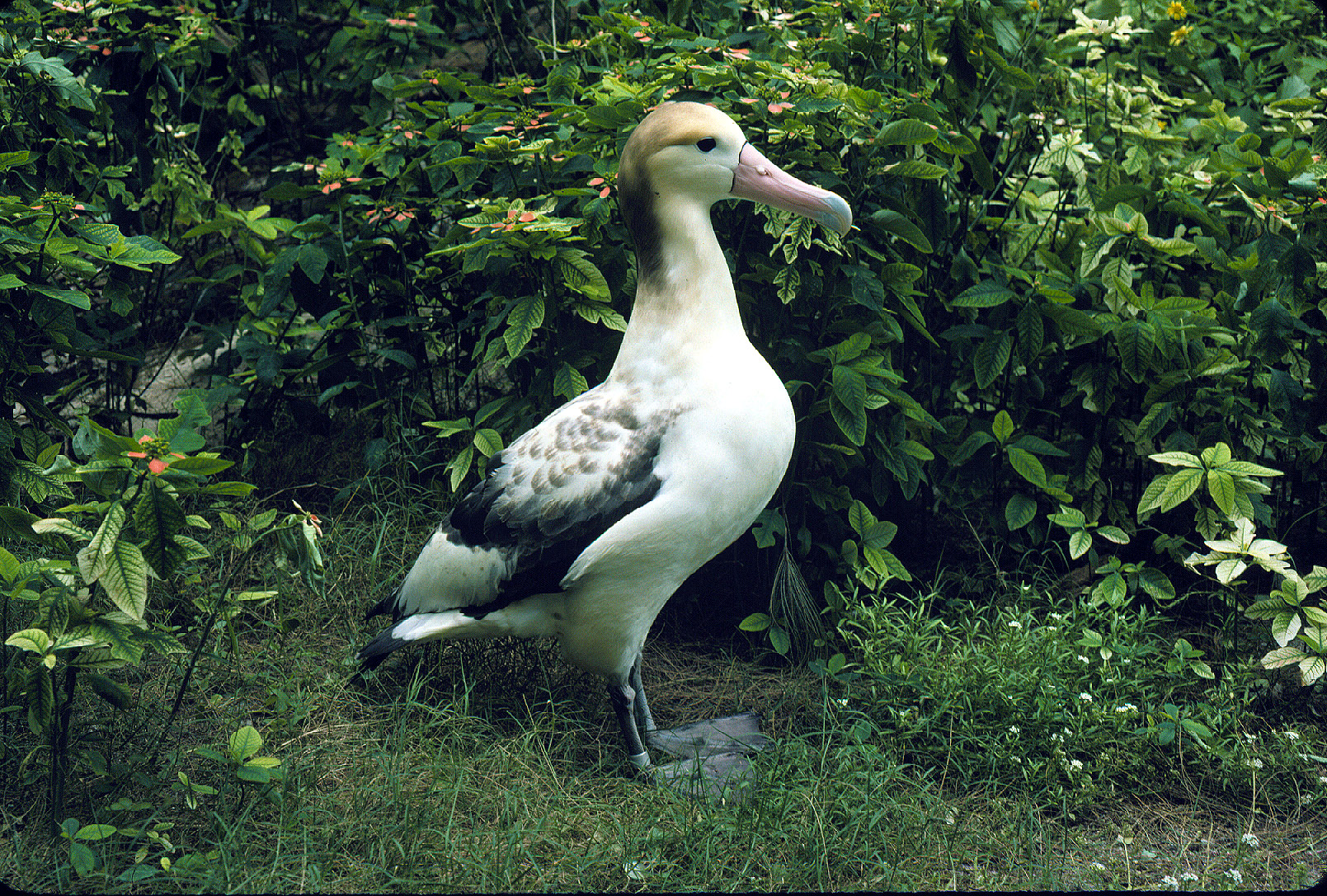 albatross Up close with the albatrosses - Nikon Z9 - Edin Whitehead